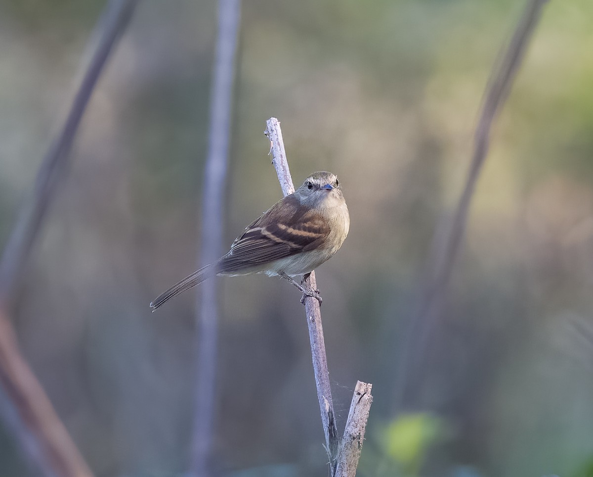 Fuscous Flycatcher - ML645606511