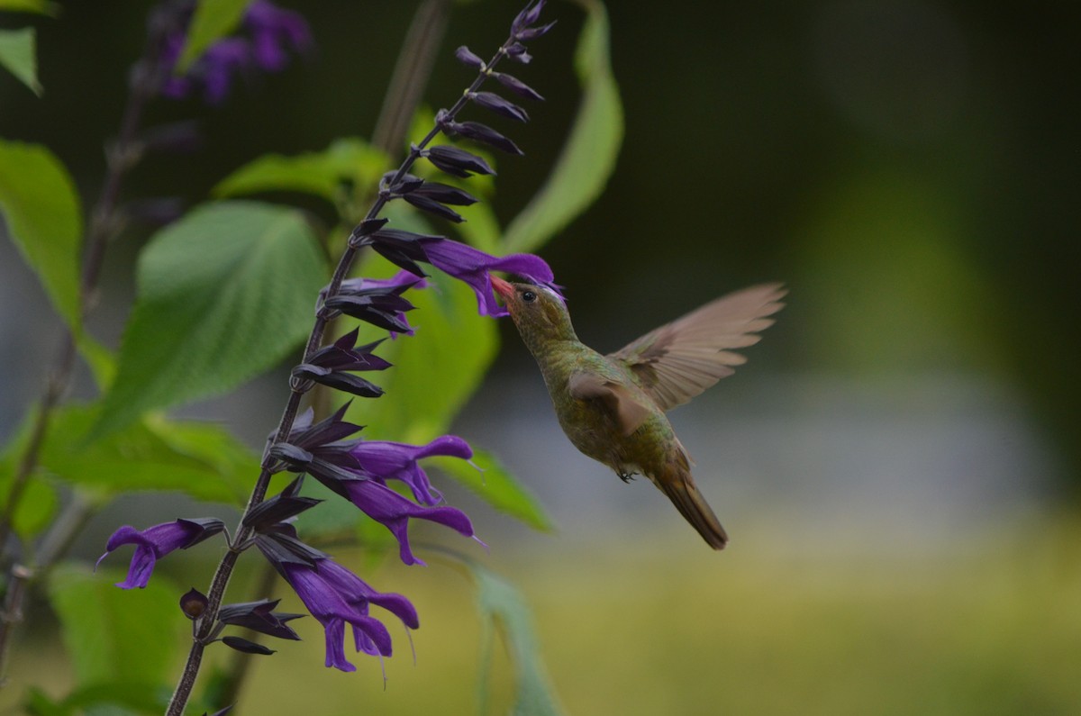 Gilded Hummingbird - ML645606524