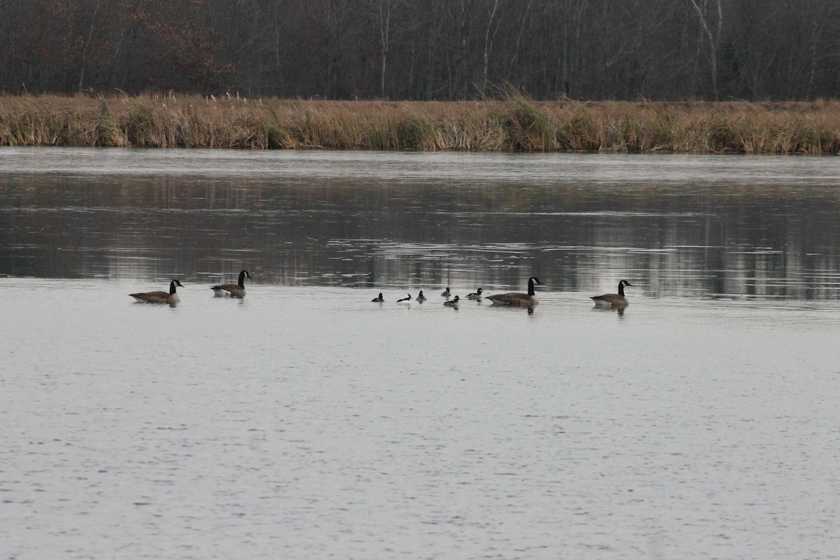 Bufflehead - ML645606526