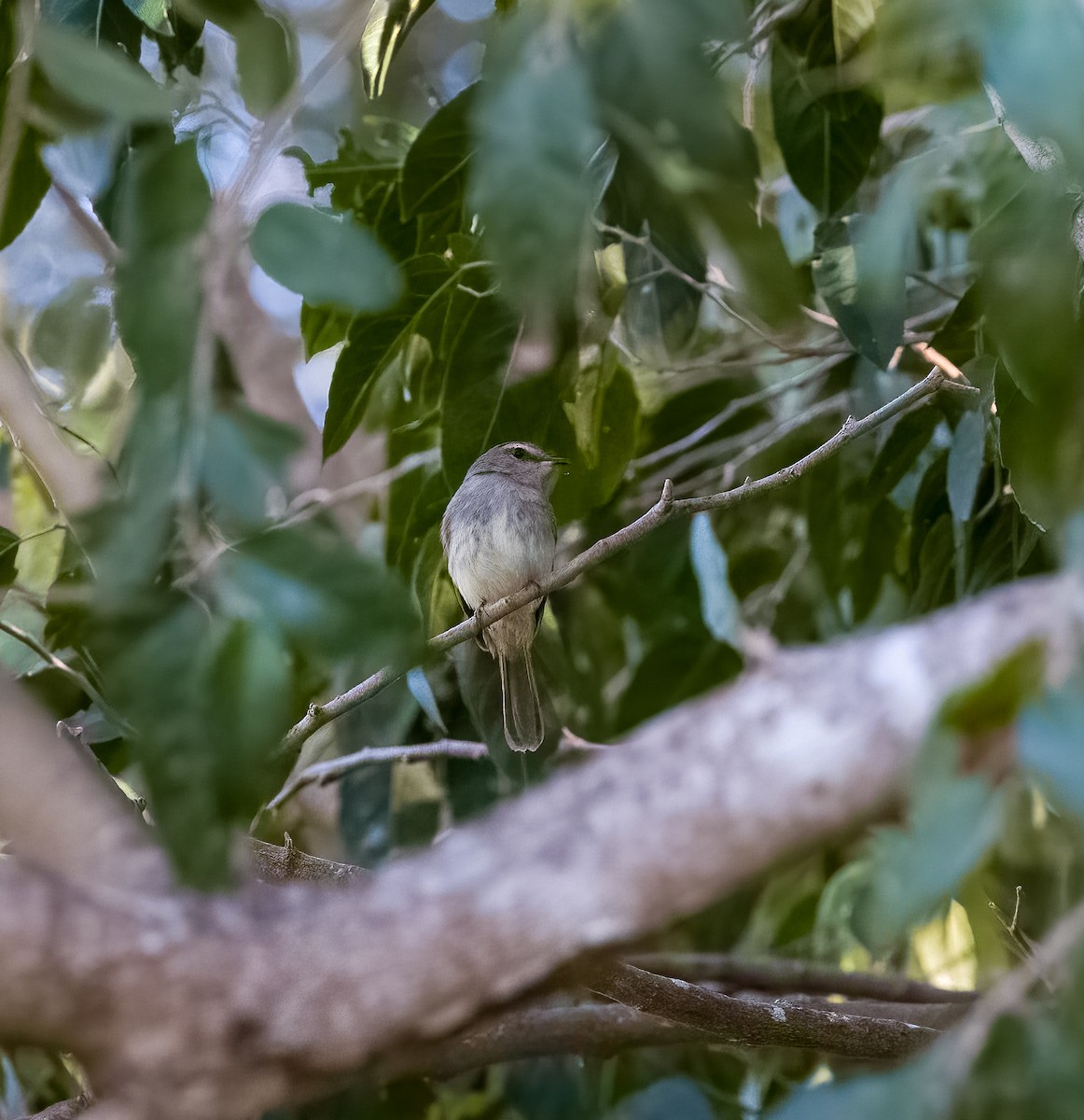 Fuscous Flycatcher - ML645606528
