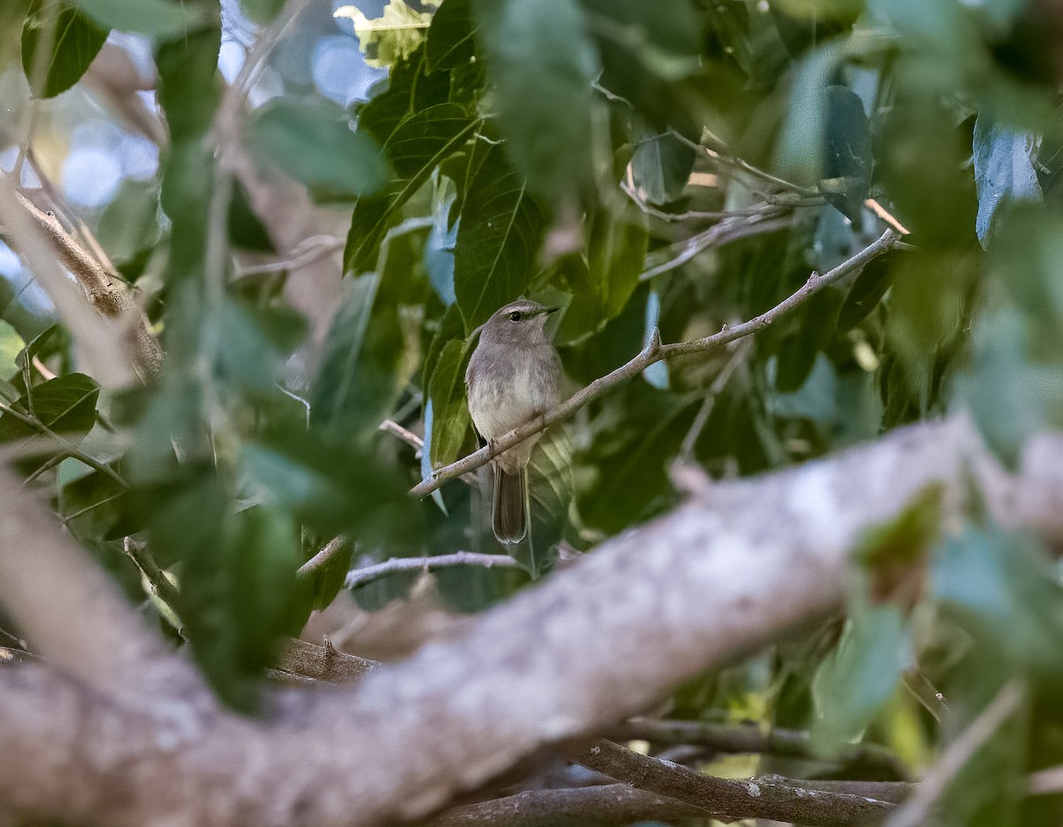 Fuscous Flycatcher - ML645606529