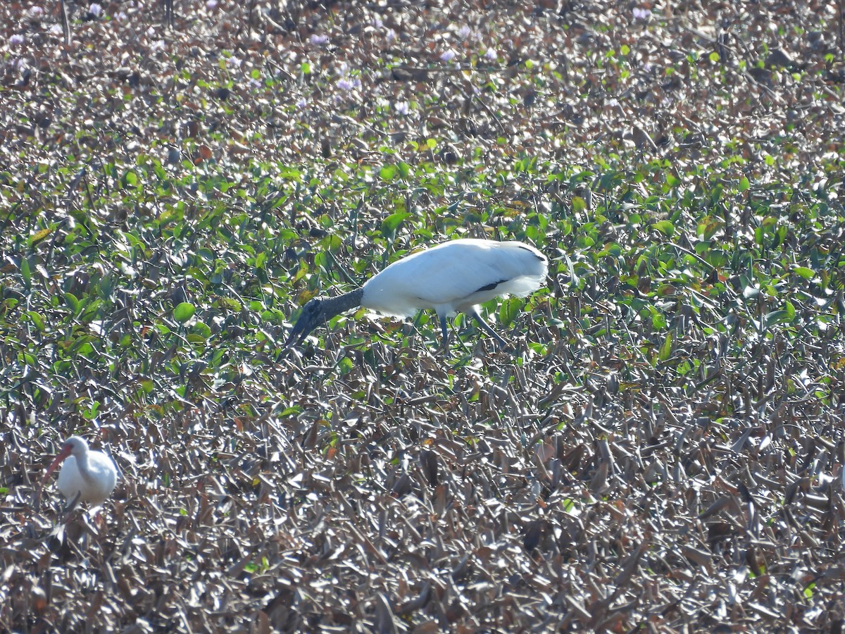 Wood Stork - ML645606530