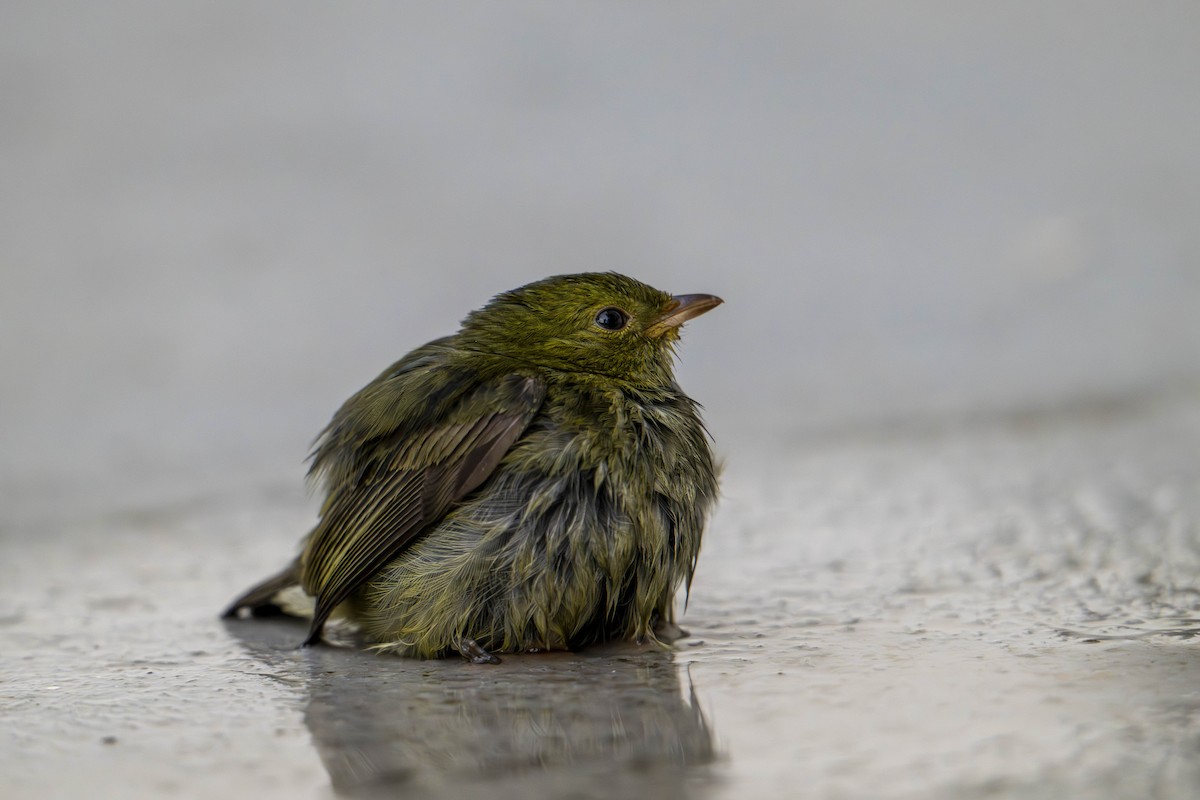 Red-capped Manakin - ML645606531