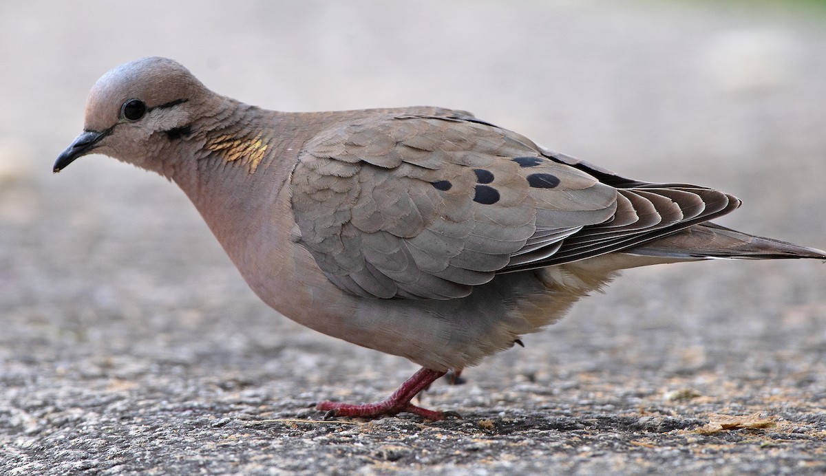 Eared Dove - ML645606532