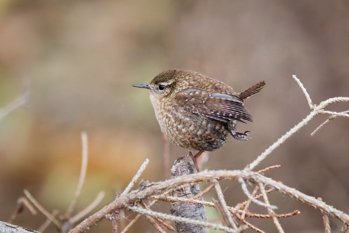 Winter Wren - ML645606533