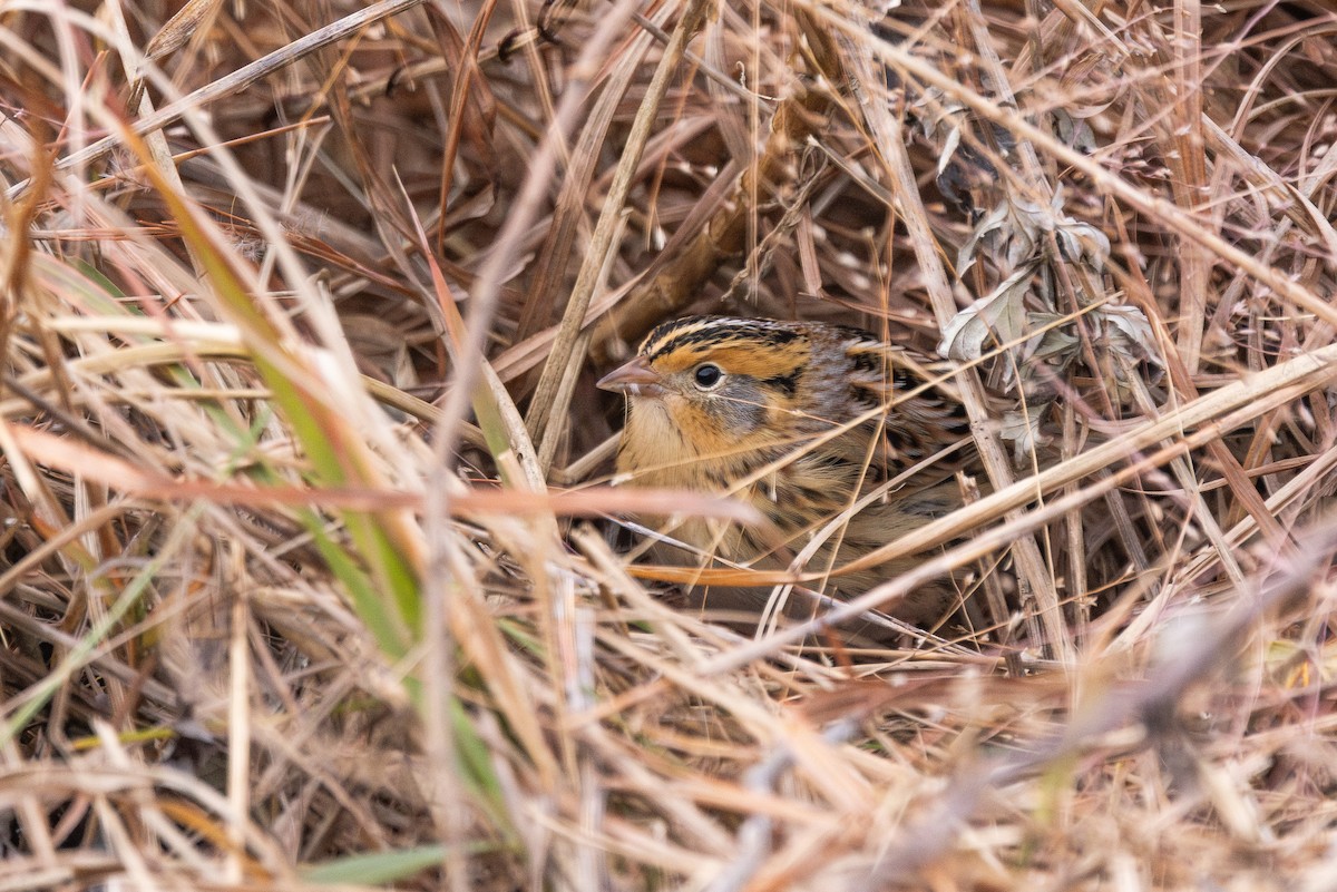 LeConte's Sparrow - ML645606534
