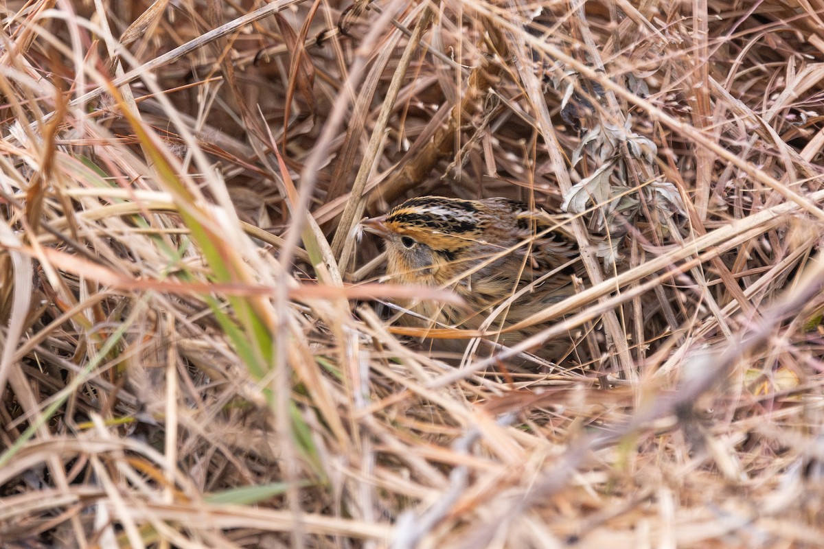 LeConte's Sparrow - ML645606535