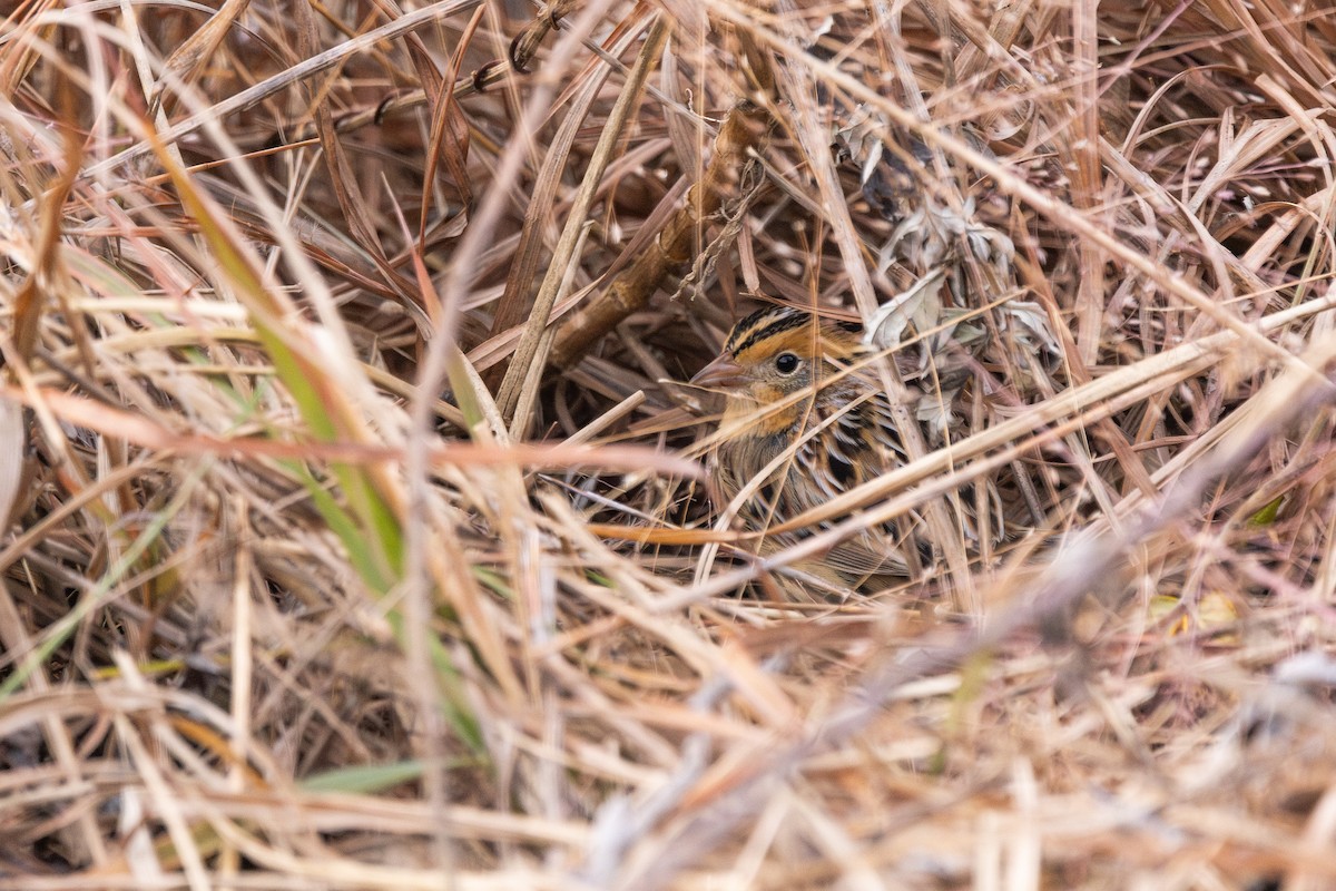 LeConte's Sparrow - ML645606536