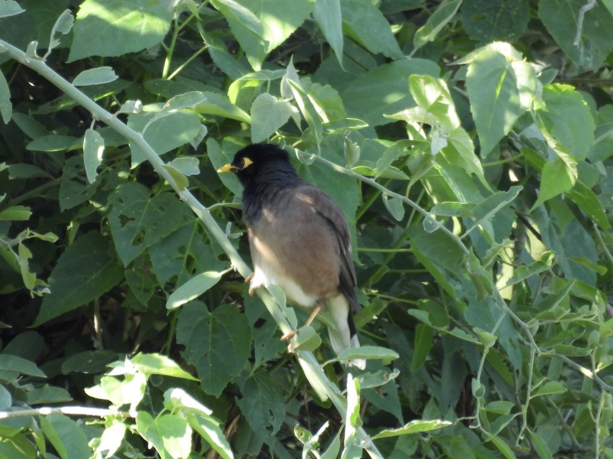 Common Myna - ML645606537