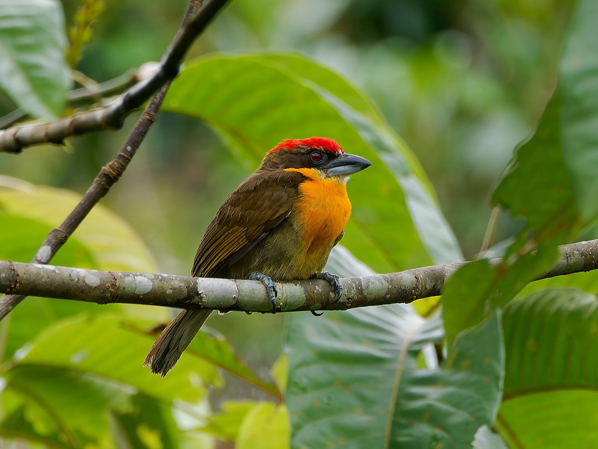 Scarlet-crowned Barbet - ML645606538