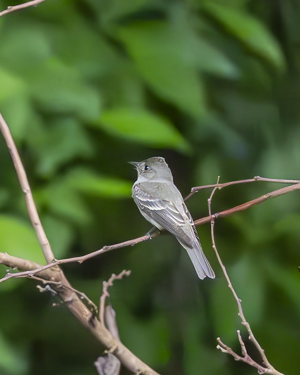 Eastern Wood-Pewee - ML645606539