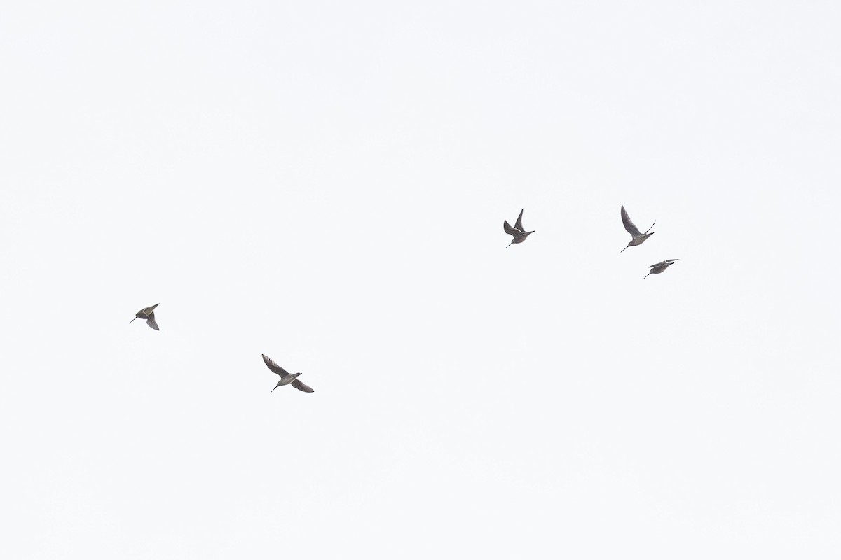 Long-billed Dowitcher - ML645606540