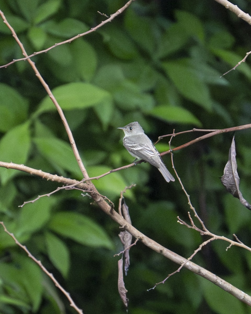Eastern Wood-Pewee - ML645606541