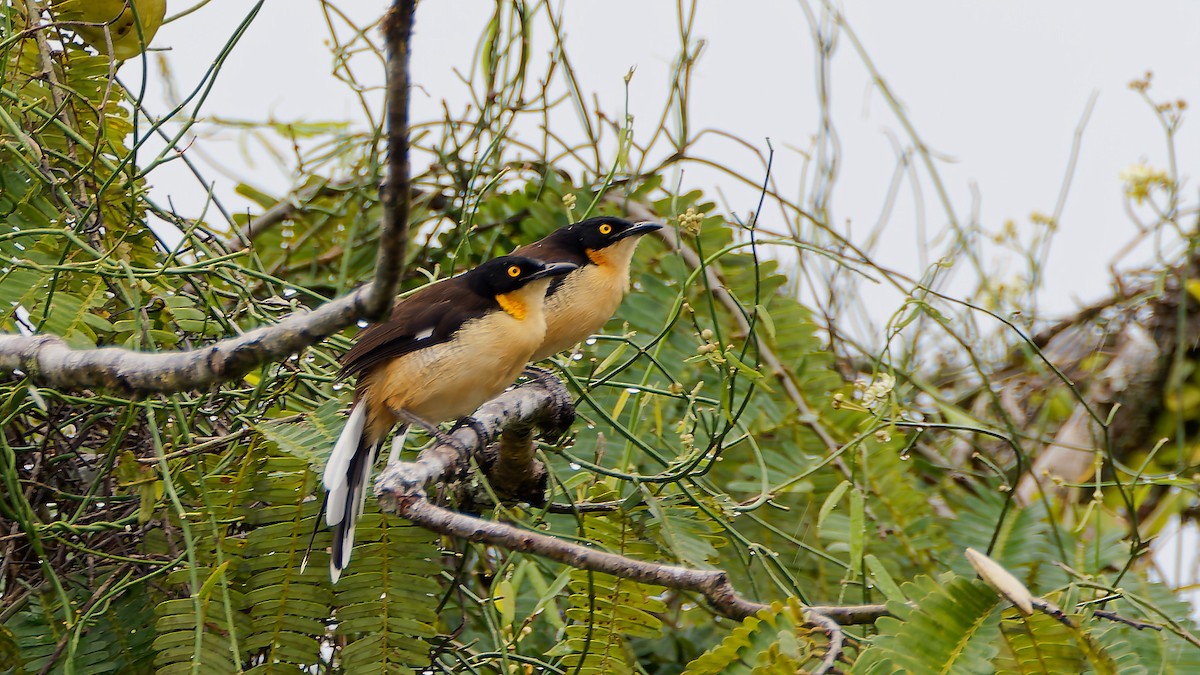 Black-capped Donacobius - ML645606542