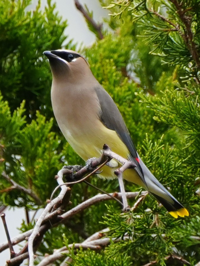 Cedar Waxwing - ML645606543