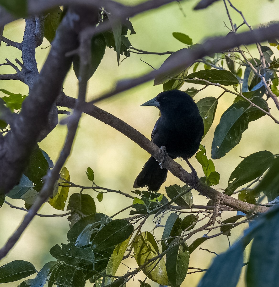 Solitary Black Cacique - ML645606544