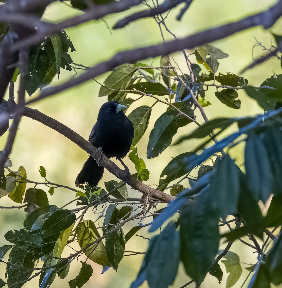Solitary Black Cacique - ML645606545