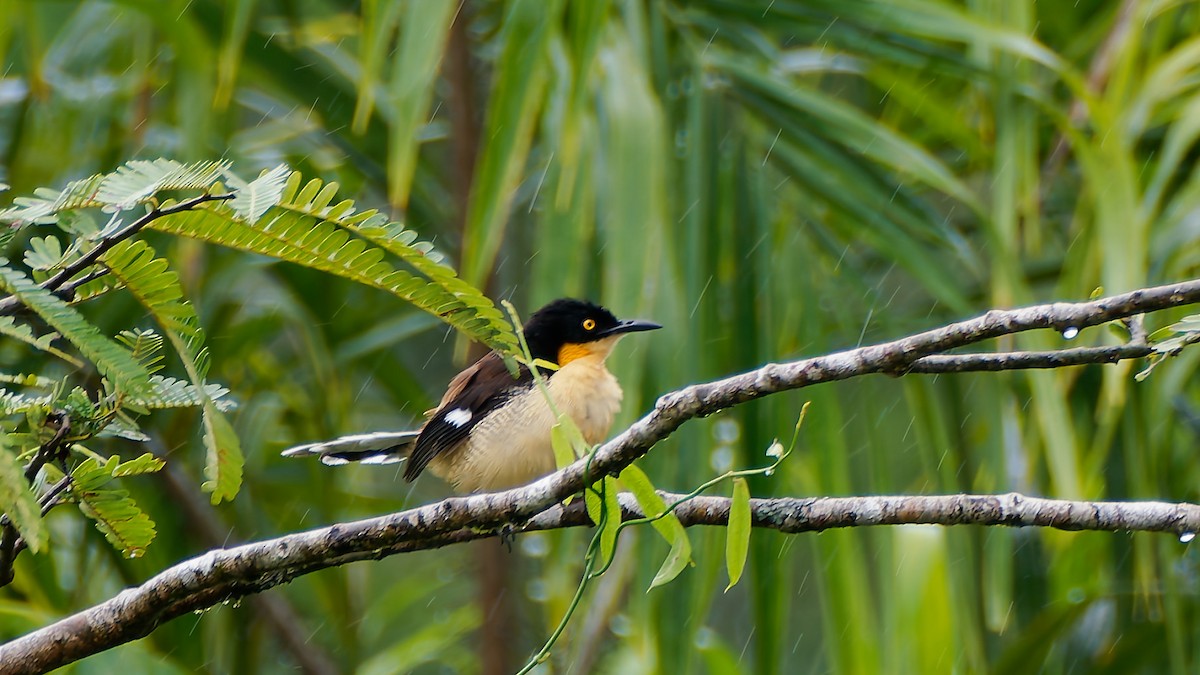 Black-capped Donacobius - ML645606546