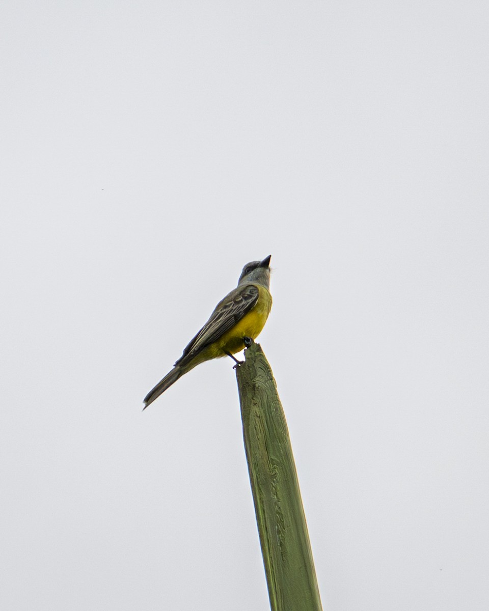 Tropical Kingbird - ML645606547