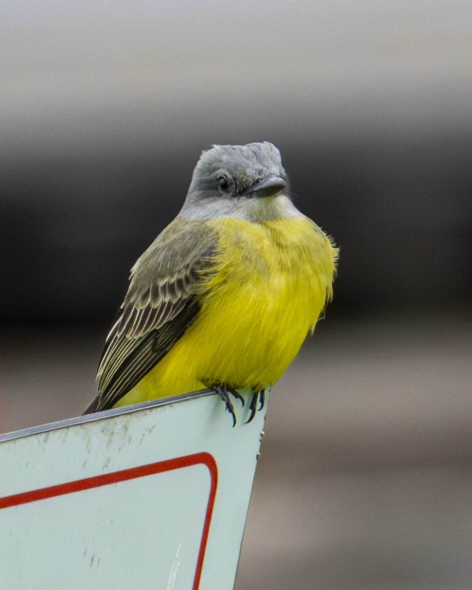 Tropical Kingbird - ML645606548