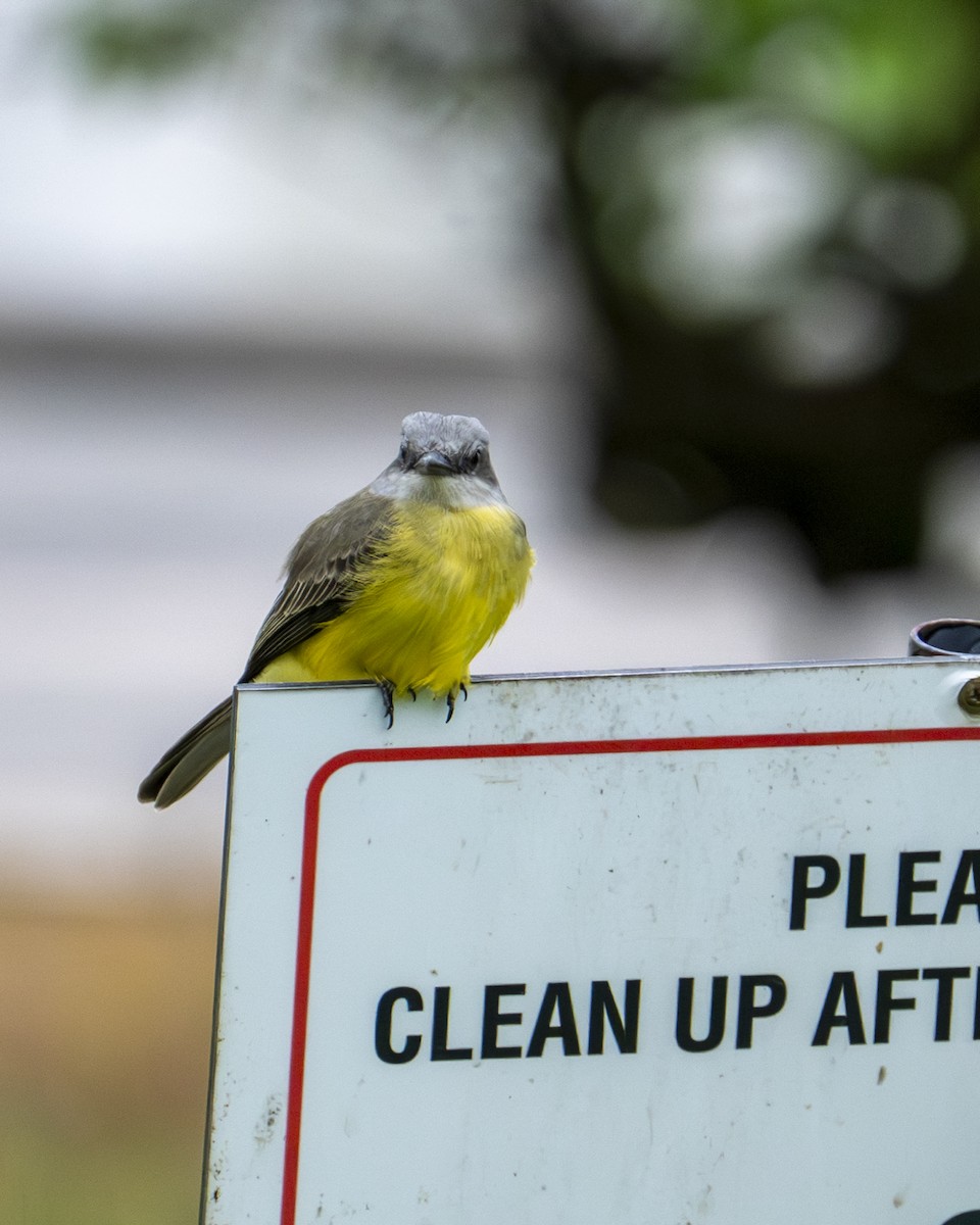 Tropical Kingbird - ML645606549