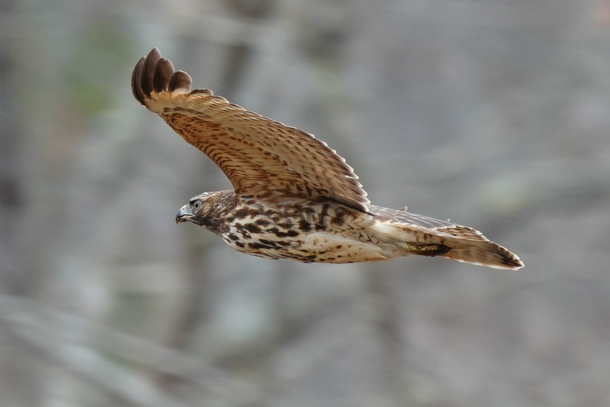 Red-shouldered Hawk - ML645606550