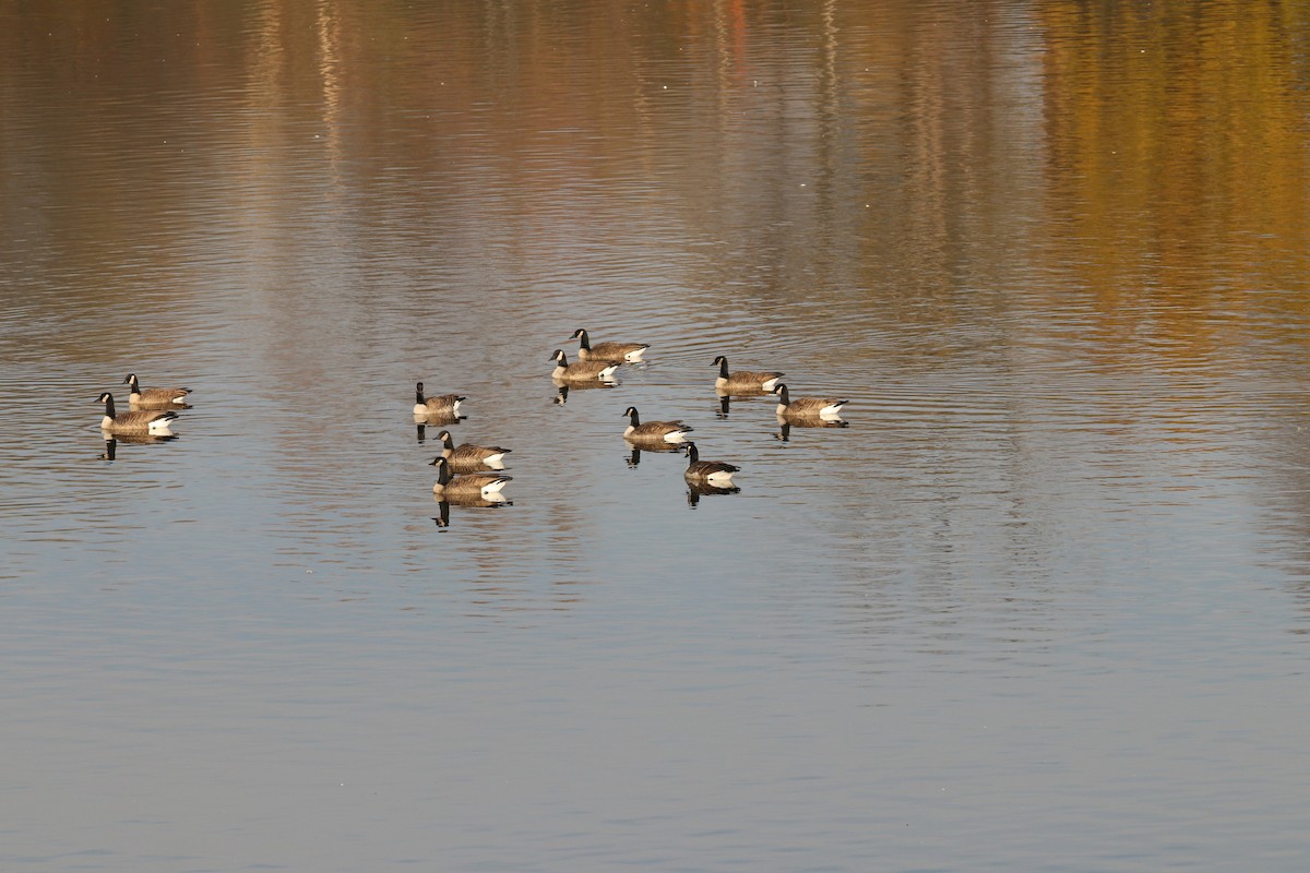 Canada Goose - ML645606552