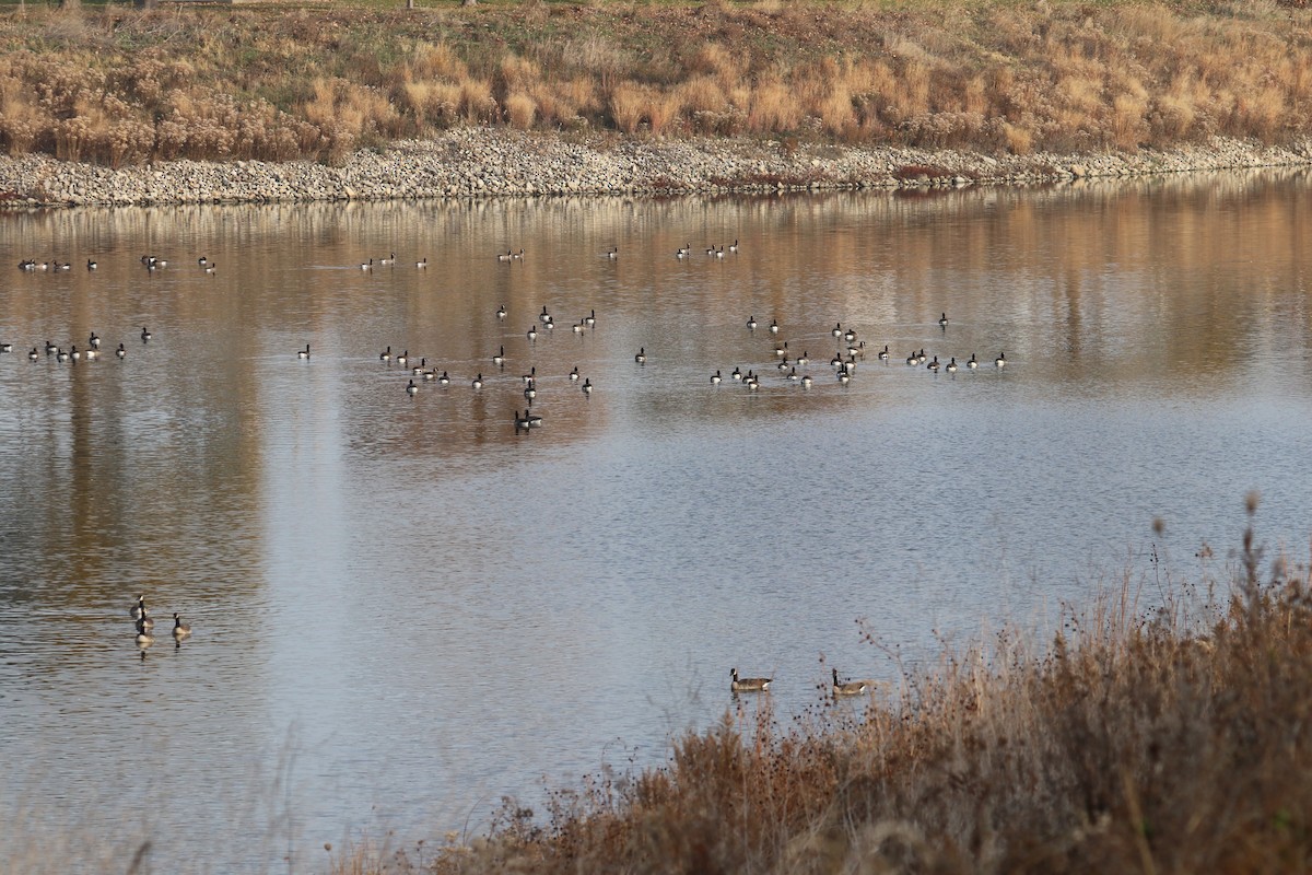 Canada Goose - ML645606554
