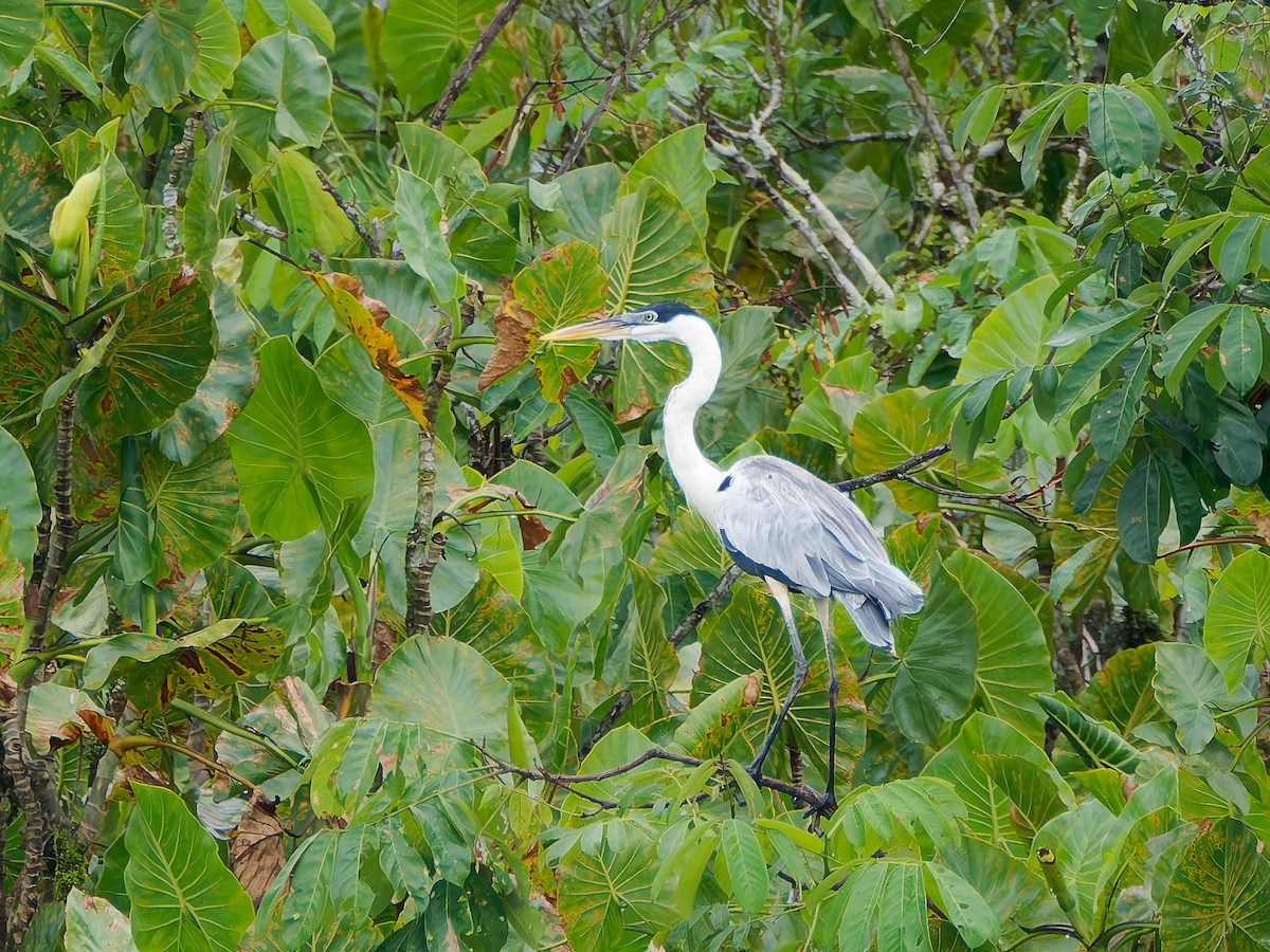 Cocoi Heron - ML645606555