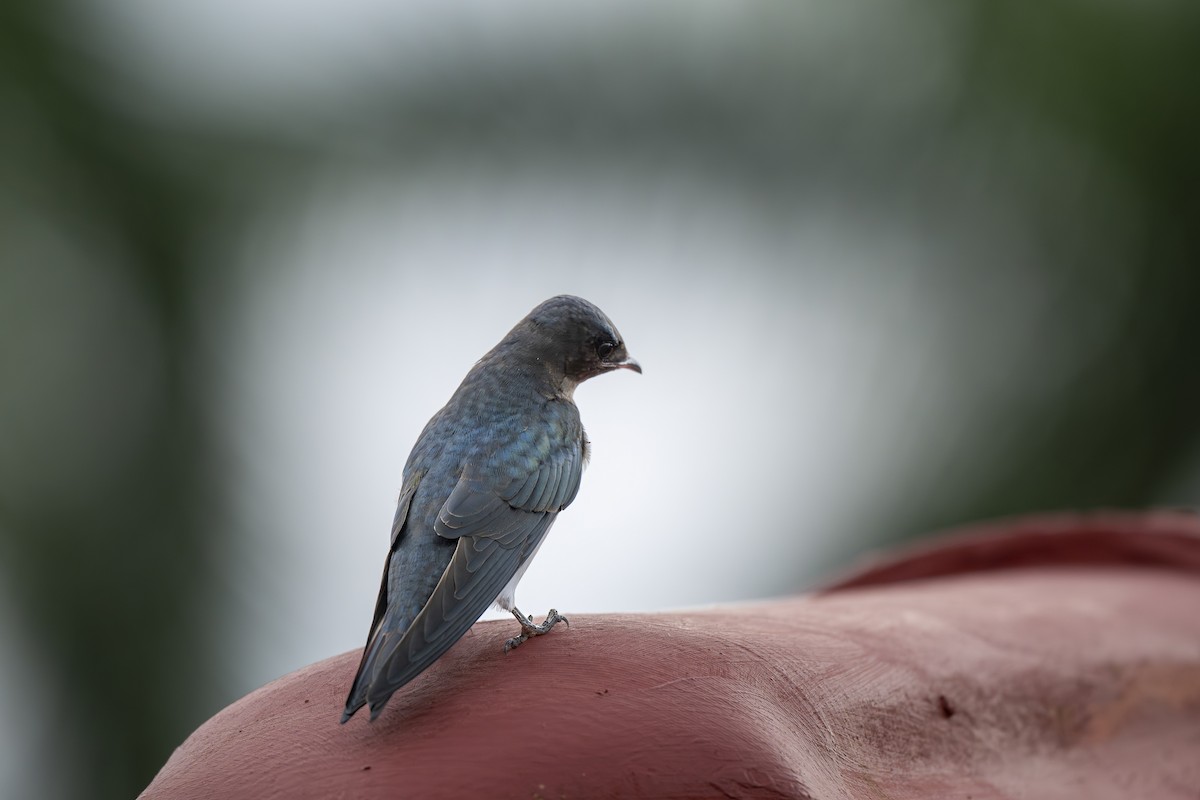 Gray-breasted Martin - ML645606563
