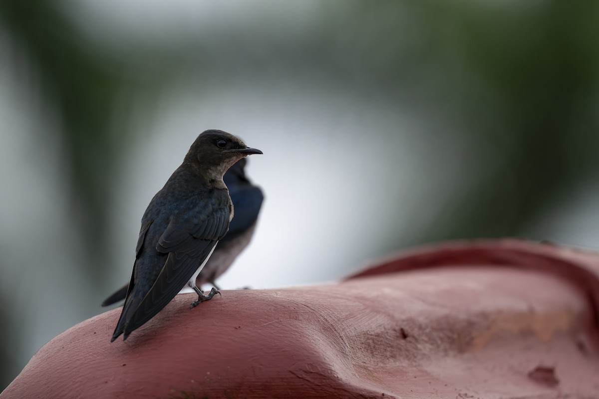 Gray-breasted Martin - ML645606564