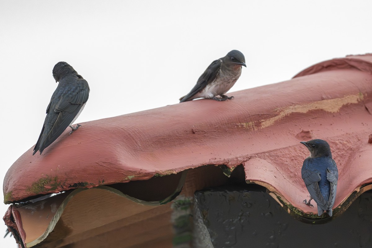 Gray-breasted Martin - ML645606565