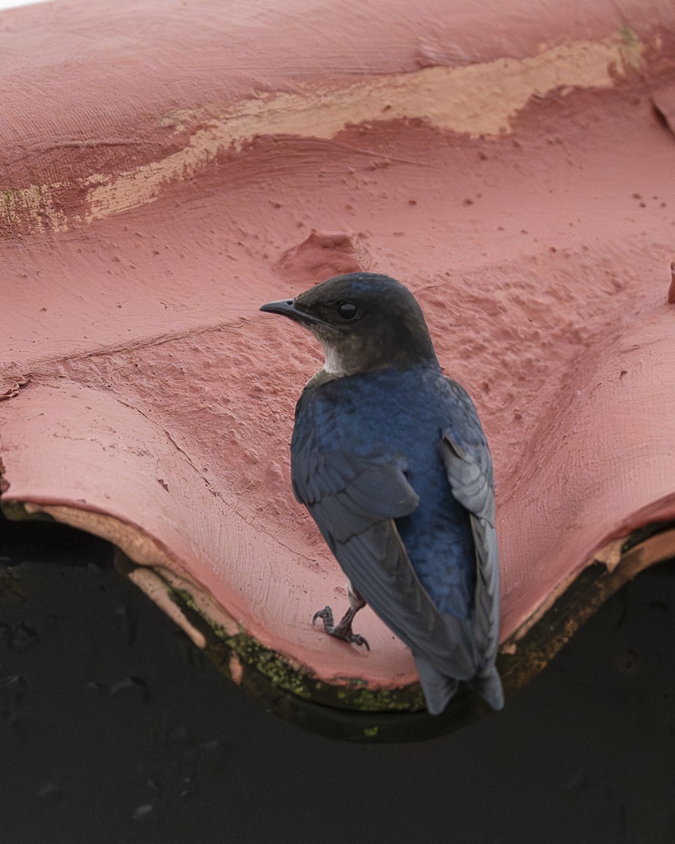 Gray-breasted Martin - ML645606567