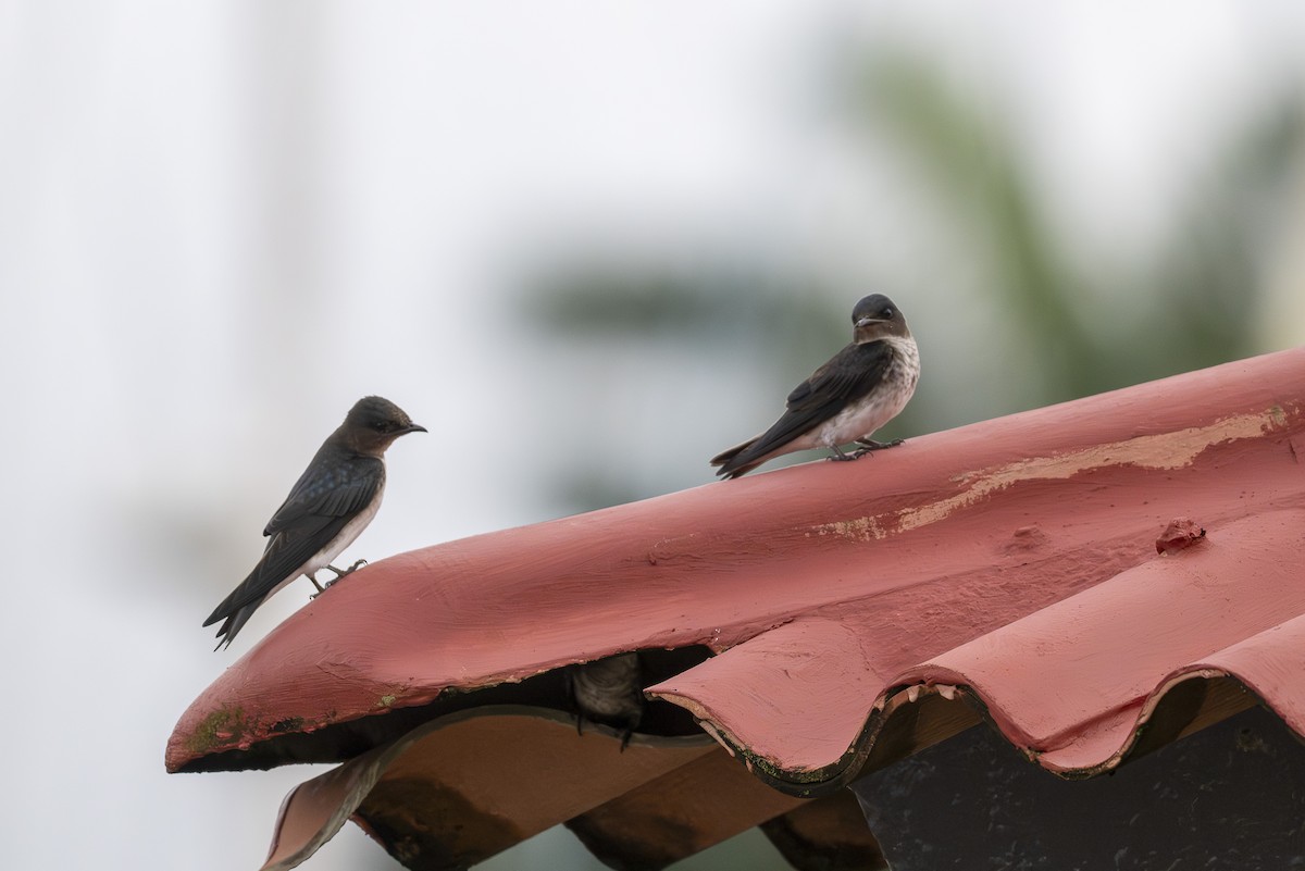 Gray-breasted Martin - ML645606568