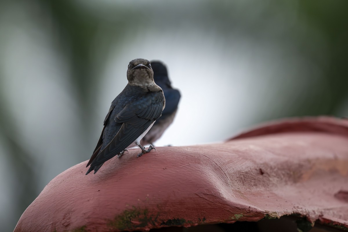 Gray-breasted Martin - ML645606569