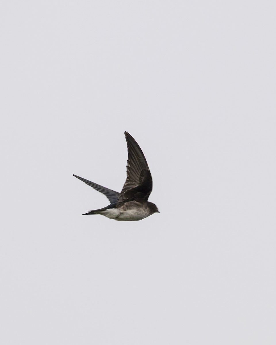 Gray-breasted Martin - ML645606583