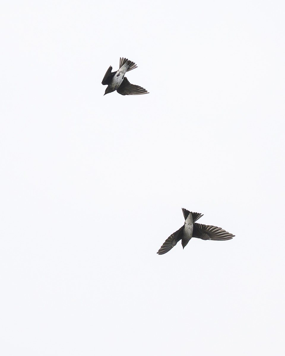 Gray-breasted Martin - ML645606584