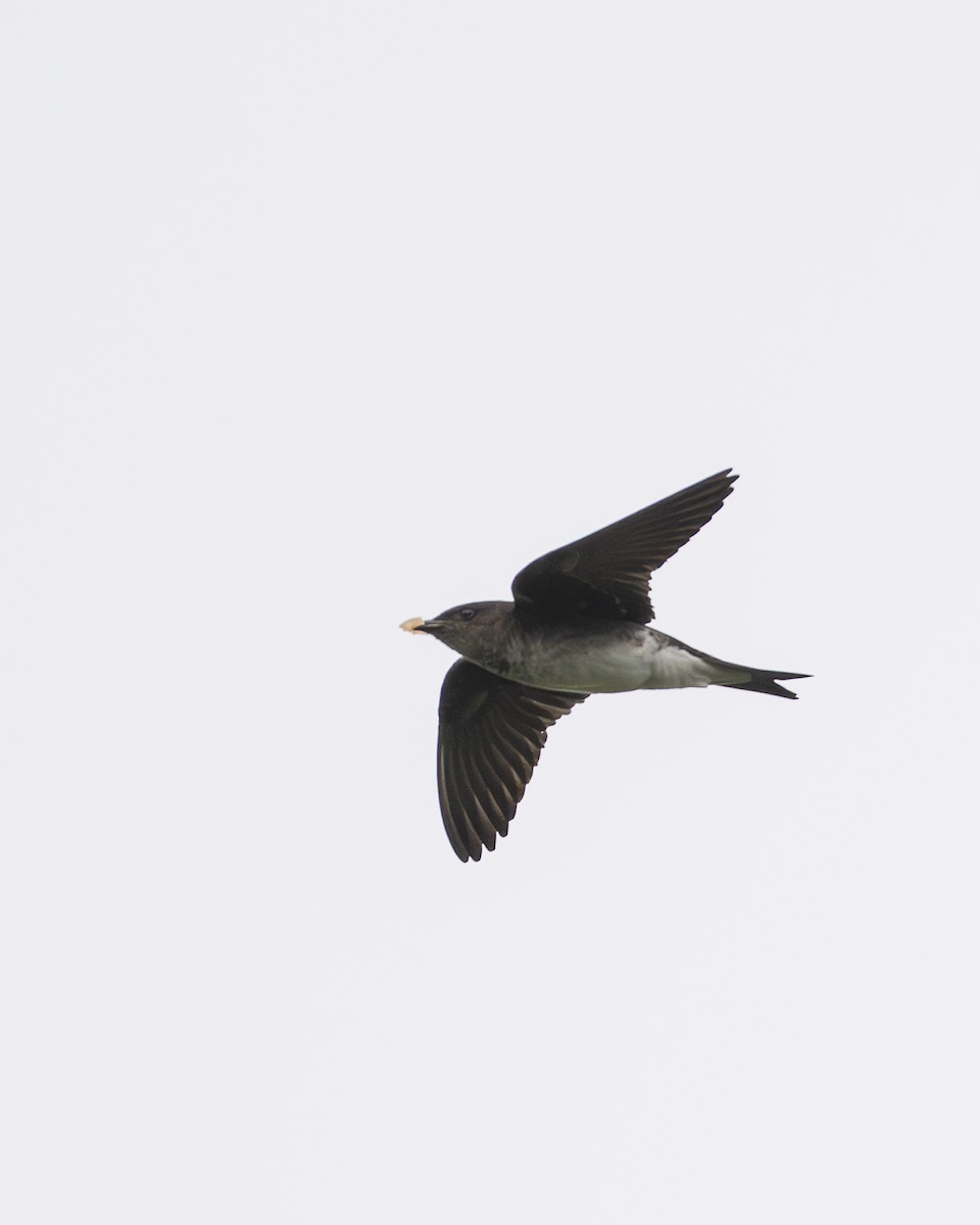 Gray-breasted Martin - ML645606585