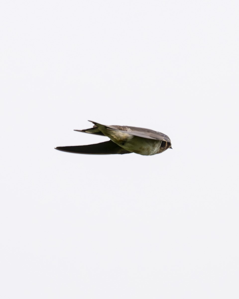 Ластівка сільська - ML645606586