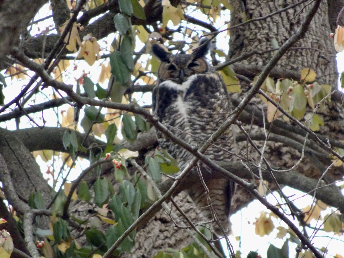 Great Horned Owl - ML645606588