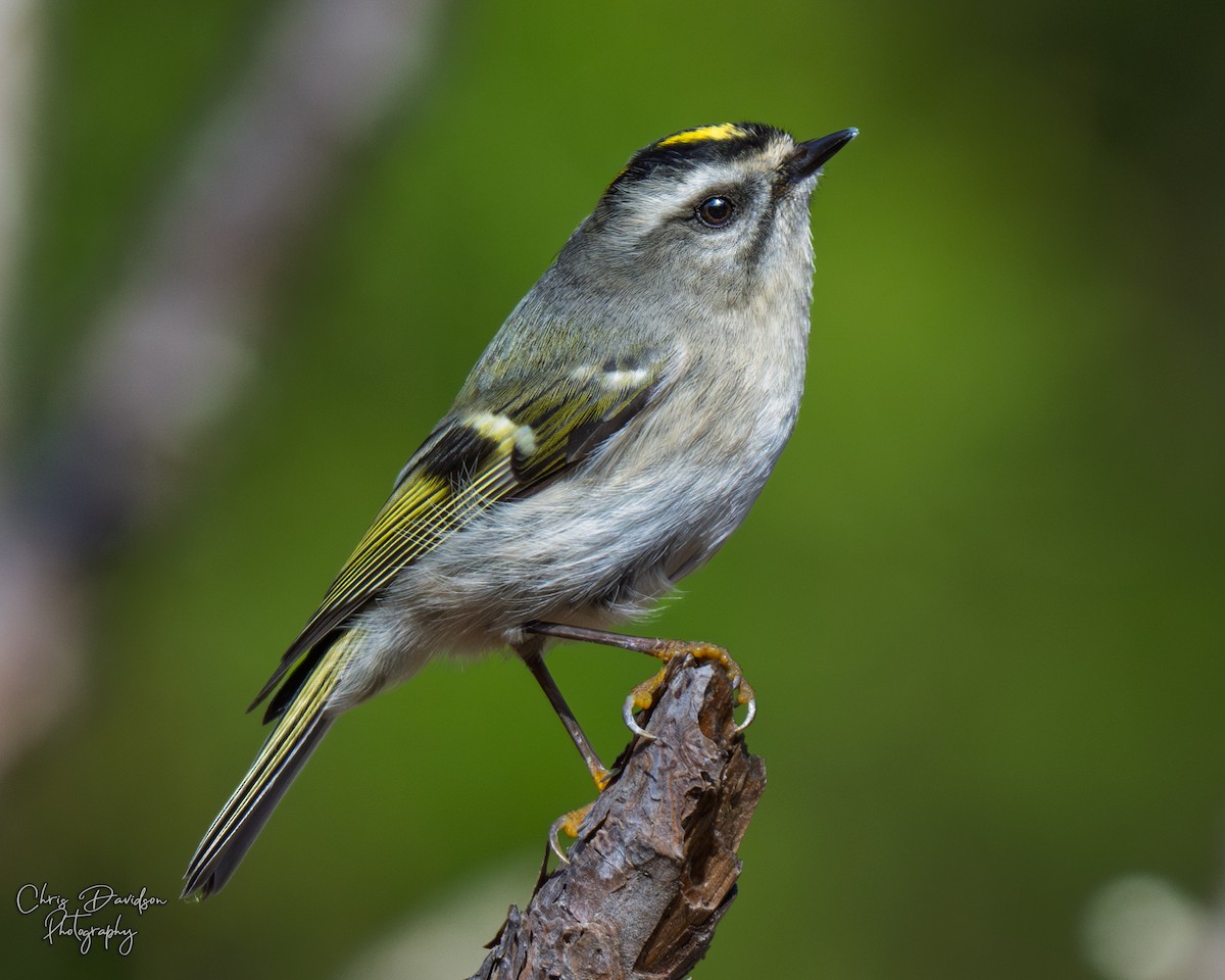 Golden-crowned Kinglet - ML645606590