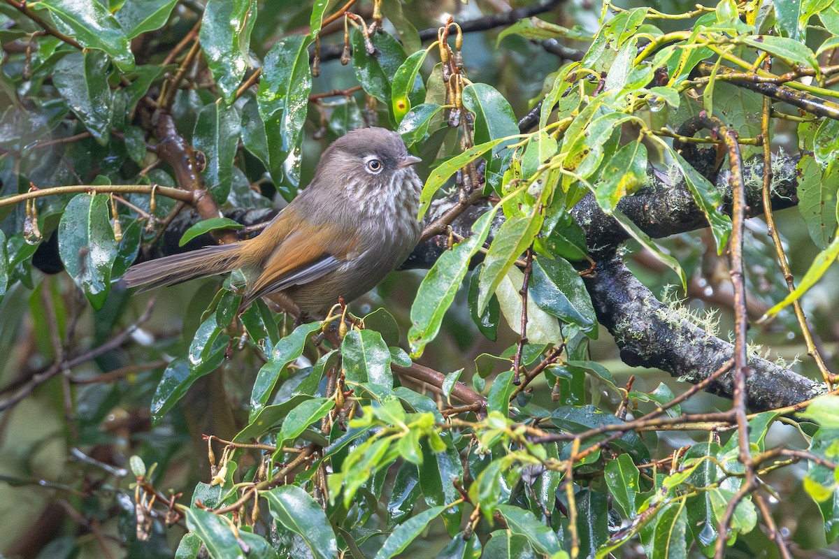 Фульвета тайванська - ML645606608