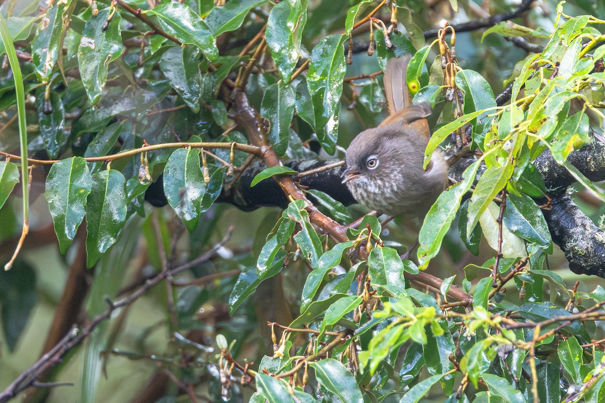 Фульвета тайванська - ML645606609
