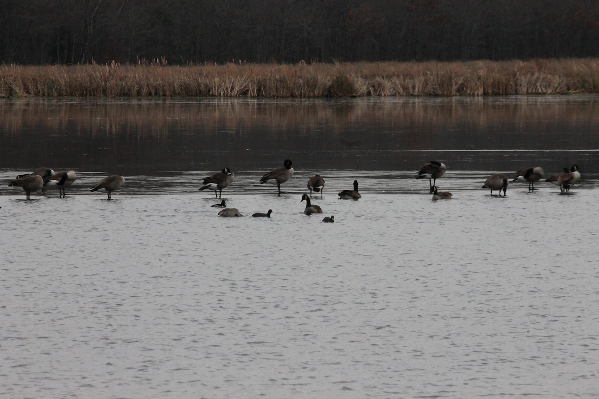 American Coot - ML645606628