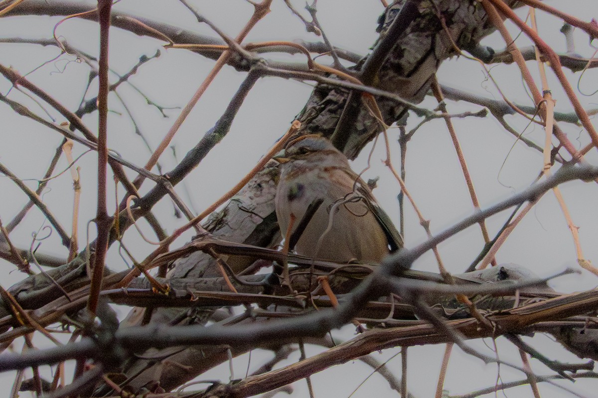American Tree Sparrow - ML645606629