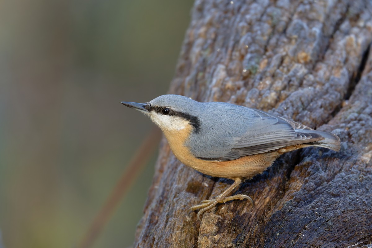 Garrapo eurasiarra - ML645606636