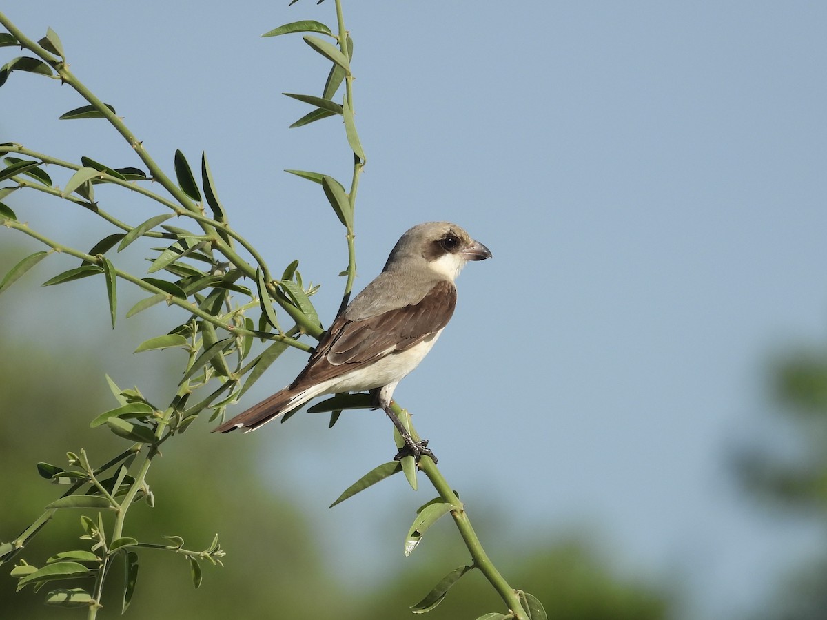 Schwarzstirnwürger - ML645606640