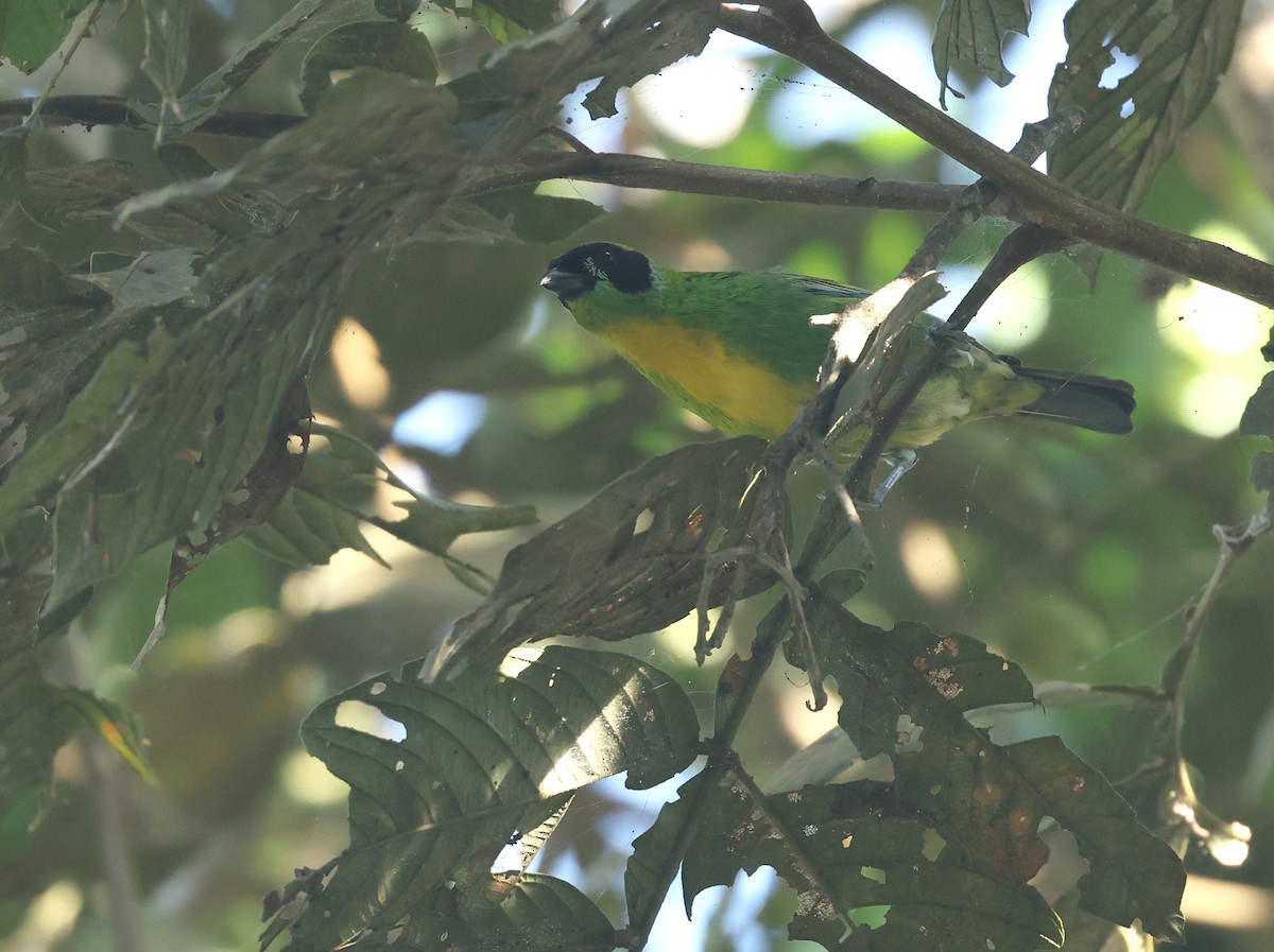 Green-and-gold Tanager - ML645606649