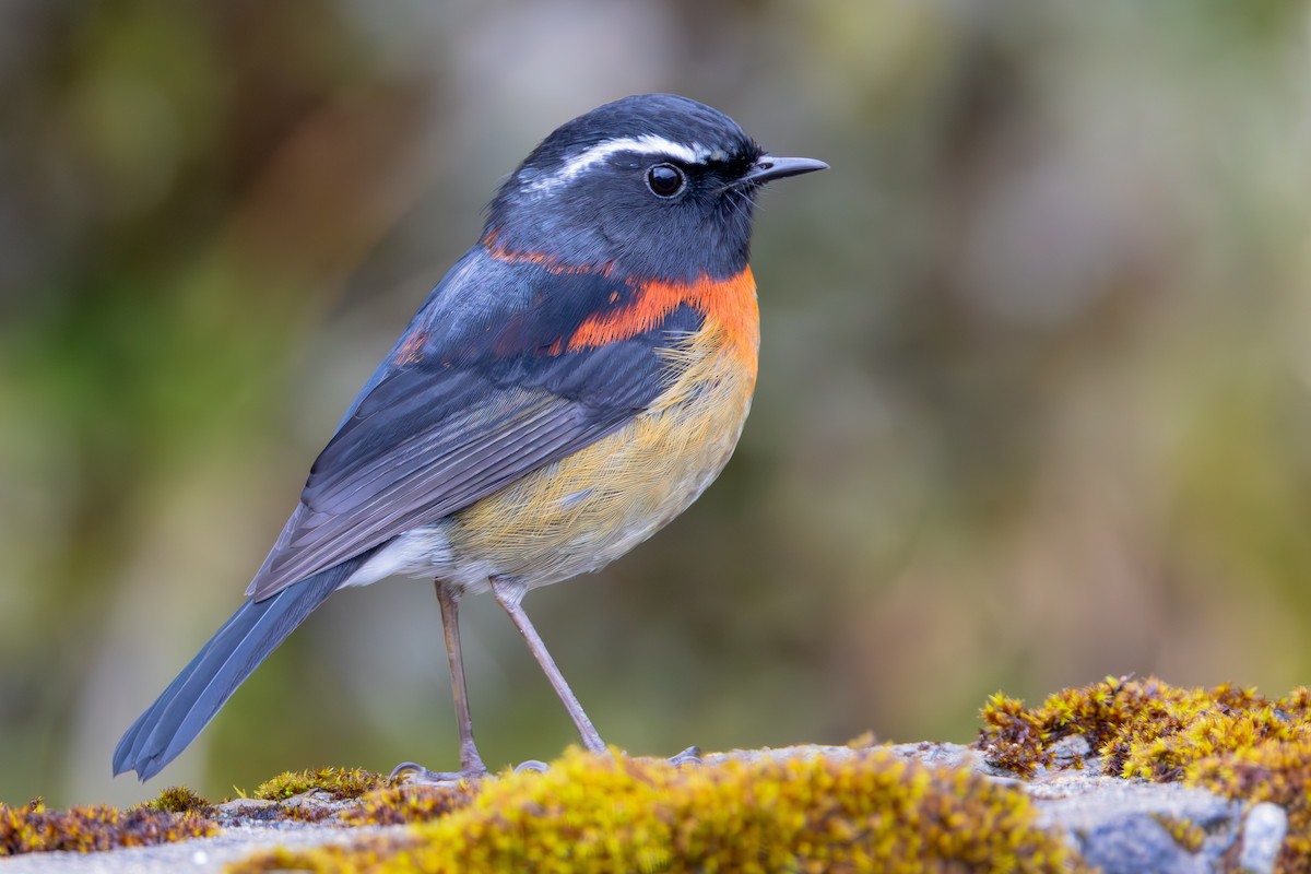 Robin de Johnstone - ML645606656