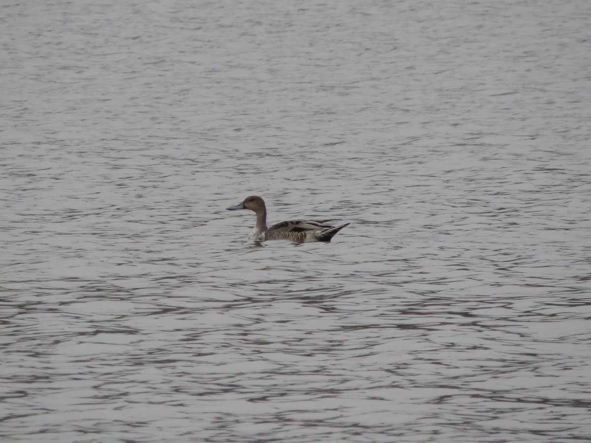 Northern Pintail - ML645606657